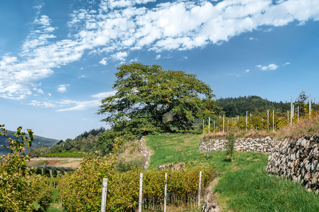 Bio Bauernhof Weingut